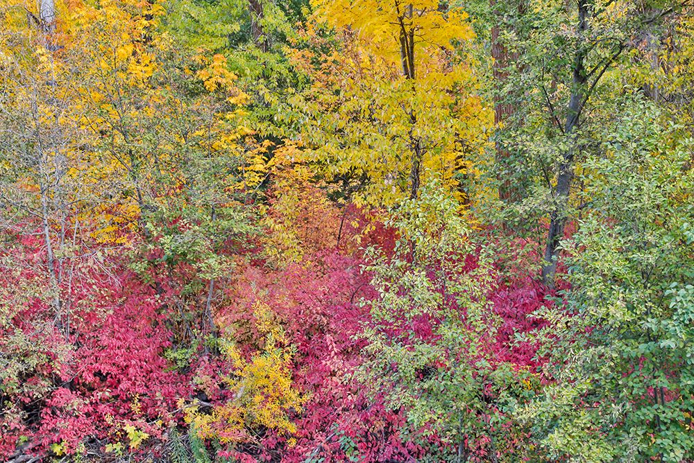 USA- Washington State. Cottonwoods and wild dogwood along Peshastin Creek- off of Highway 97 art print by Darrell Gulin for $57.95 CAD