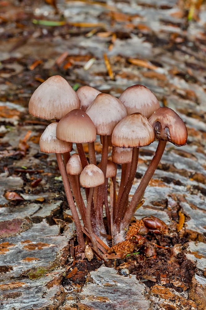USA- Washington State- Sammamish. Mushrooms growing on fall alder tree log art print by Darrell Gulin for $57.95 CAD