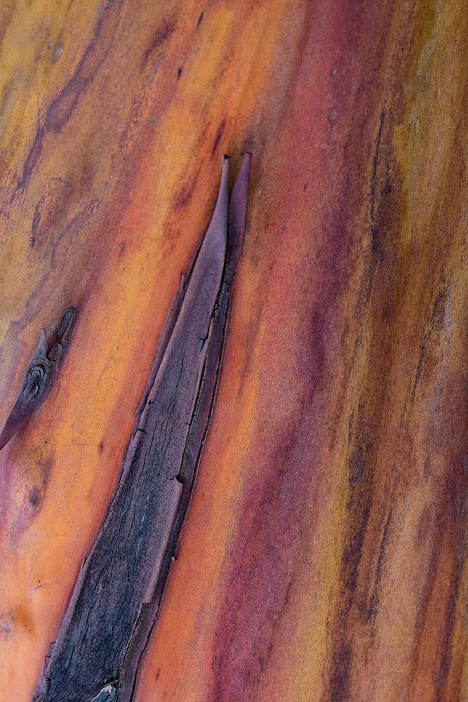 USA, Washington State, Anacortes. Madrones tree bark at Cap Sante Park art print by Darrell Gulin for $57.95 CAD