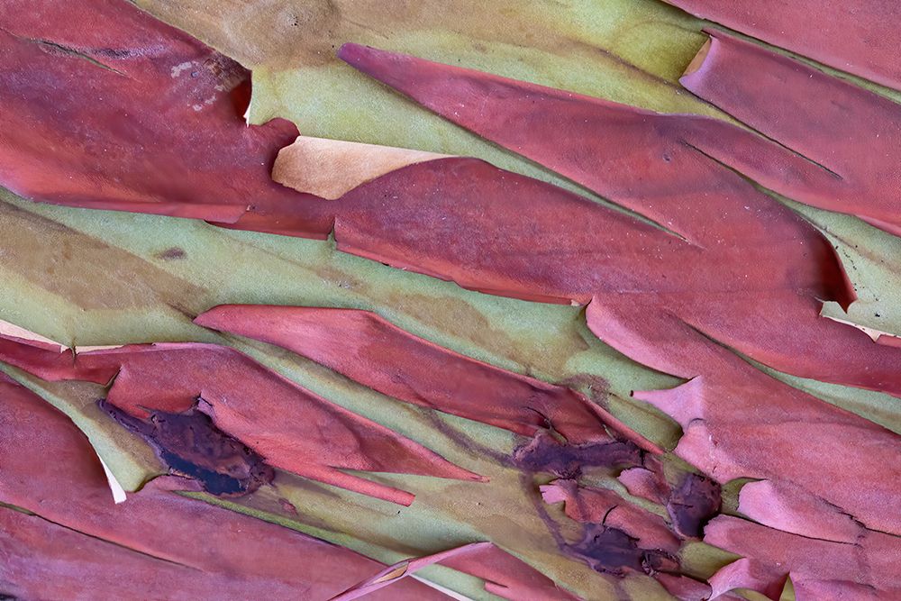 USA, Washington State, Anacortes. Madrones tree bark at Cap Sante Park art print by Darrell Gulin for $57.95 CAD