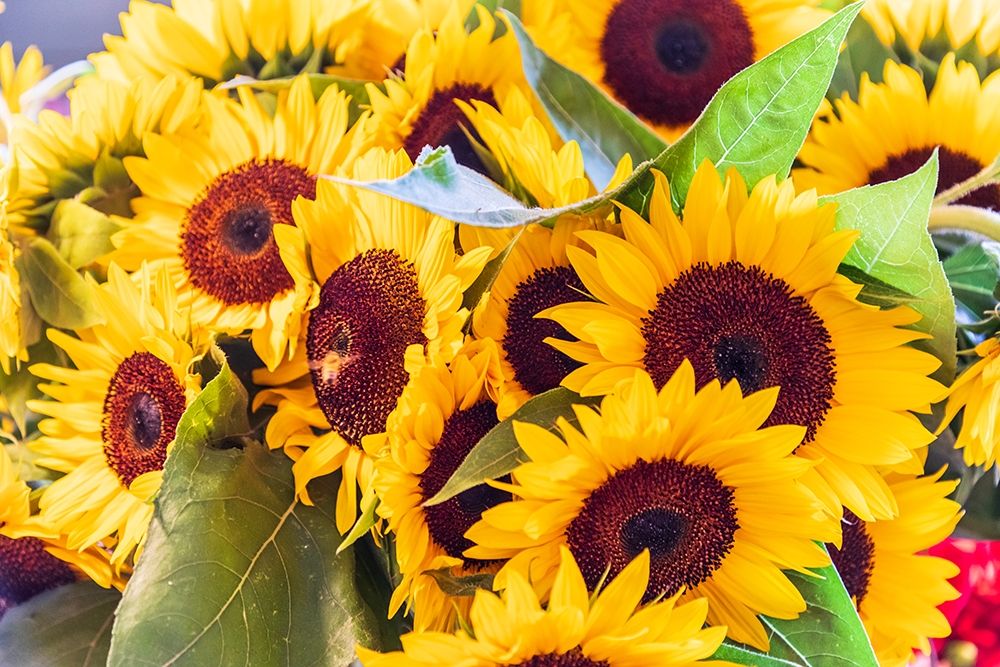 Washington State-Seattle-Pike Place Market Sunflowers for sale art print by Emily Wilson for $57.95 CAD