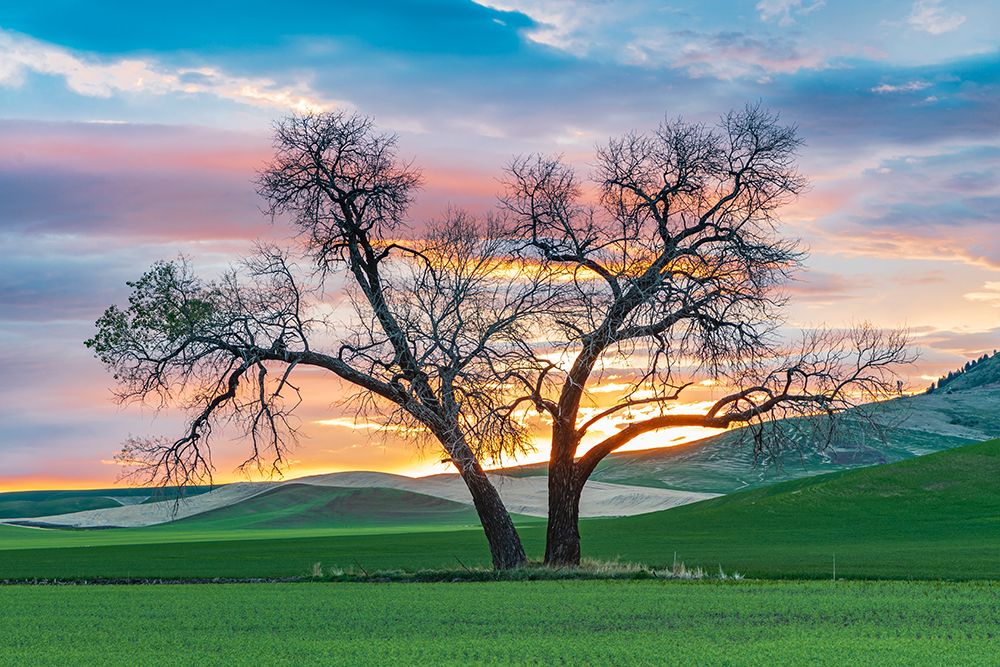 Steptoe-Washington State-USA-Cottonwood trees in a wheat field at sunset art print by Emily Wilson for $57.95 CAD