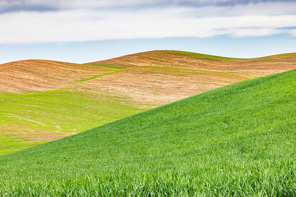 Pullman-Washington State-USA-Rolling wheat fields in the Palouse hills art print by Emily Wilson for $57.95 CAD
