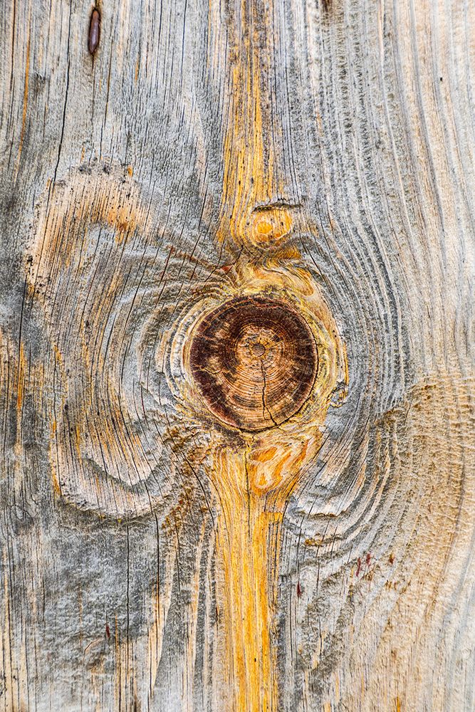 Latah-Washington State-USA-Knot in weathered wood on an old barn art print by Emily Wilson for $57.95 CAD