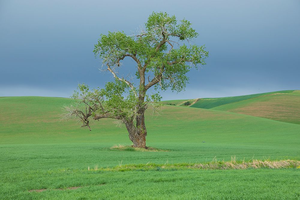 USA- Washington State- Whitman County- Palouse. Solitary tree. art print by Emily Wilson for $57.95 CAD