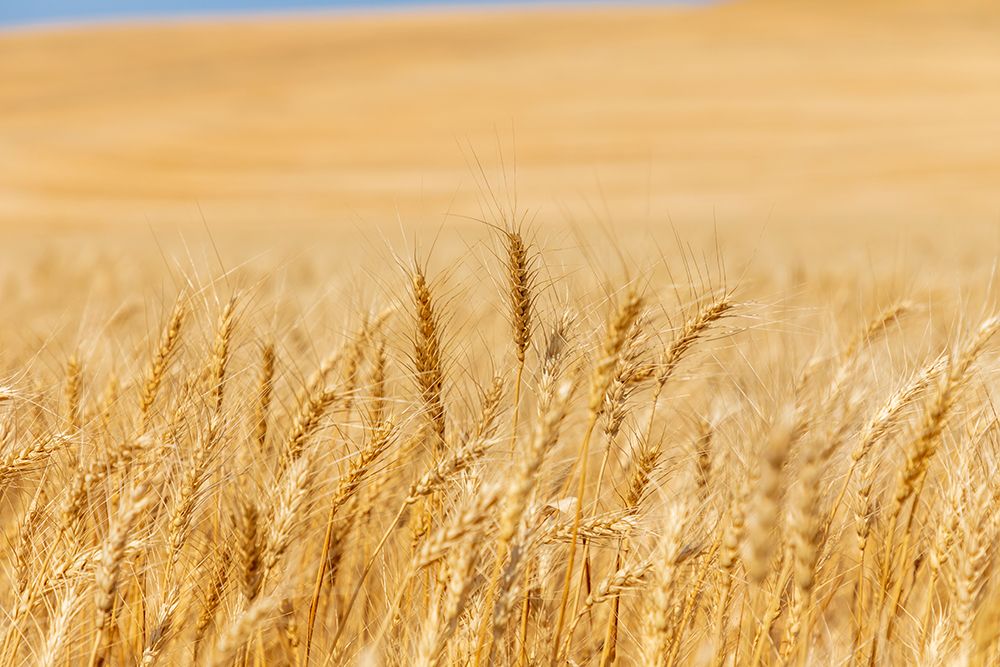USA- Washington State- Whitman County- Palouse. Wheat fields. art print by Emily Wilson for $57.95 CAD