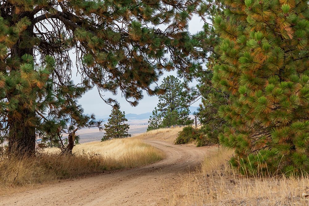 USA- Washington State- Whitman County- Palouse. Pine trees along dirt road near Farmington. art print by Emily Wilson for $57.95 CAD