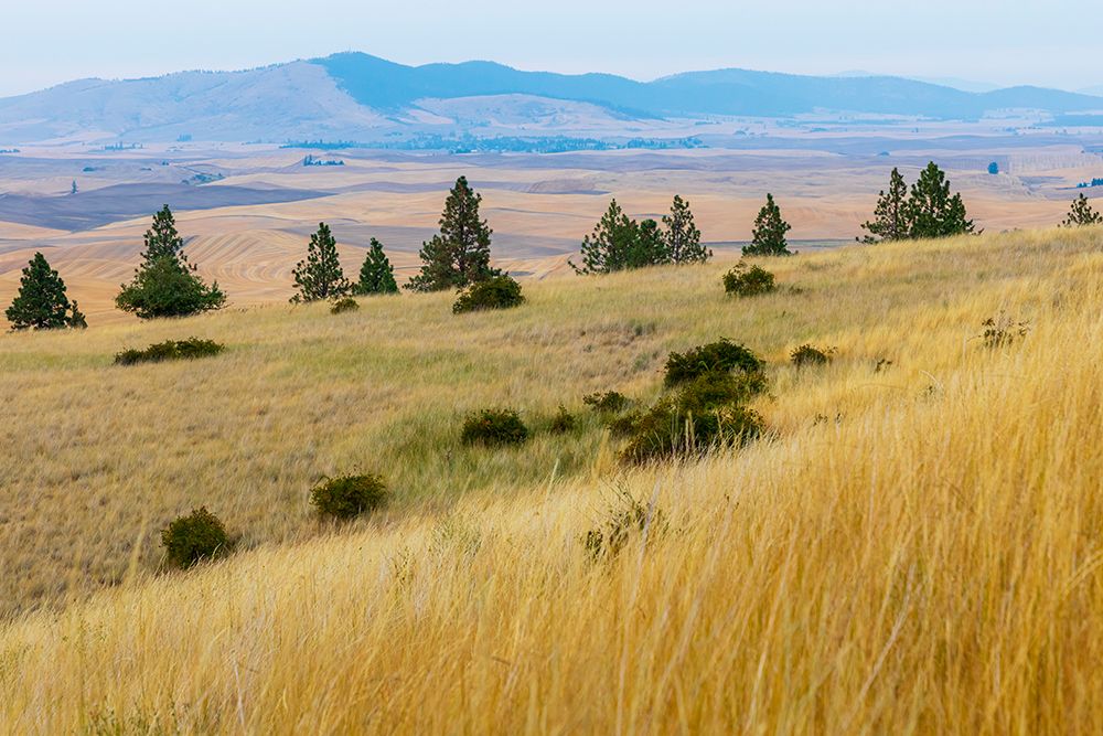 USA- Washington State- Whitman County- Palouse. Fields of wheat near Farmington. art print by Emily Wilson for $57.95 CAD