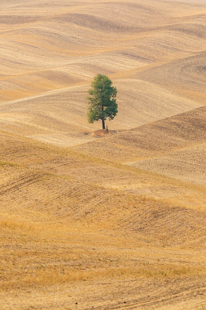 USA- Washington State- Whitman County- Palouse. Lone tree in rolling field. art print by Emily Wilson for $57.95 CAD