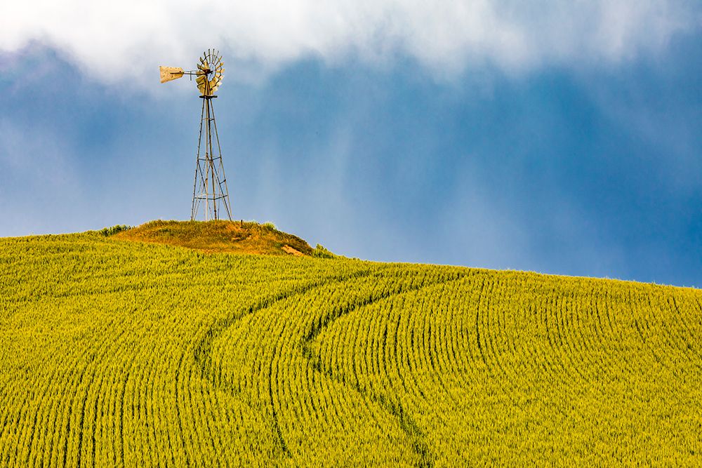 USA-Washington State-Palouse-Colfax Green fields of wheat windmills, Weather Vane art print by Emily M. Wilson for $57.95 CAD