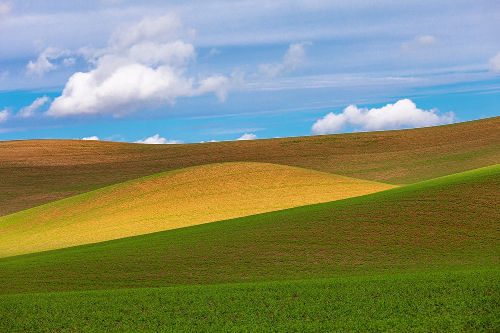 USA-Washington State-Palouse-Colfax Rolling wheat fields art print by Emily M. Wilson for $57.95 CAD