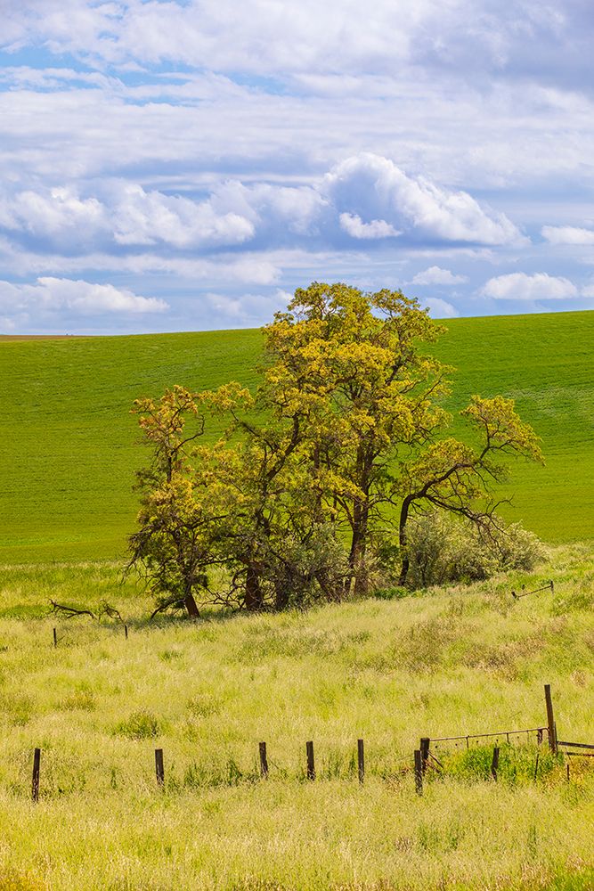 USA-Washington State-Palouse-Colfax Oak trees-fences and wheat fields art print by Emily M. Wilson for $57.95 CAD
