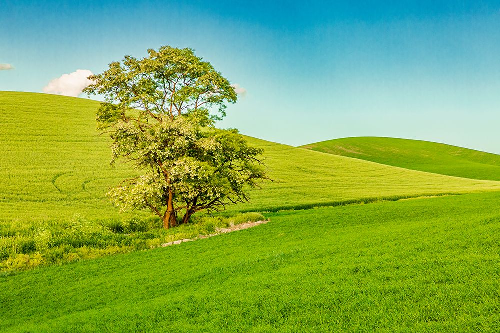 USA-Washington State-Palouse-Colfax Tree in green field art print by Emily M. Wilson for $57.95 CAD