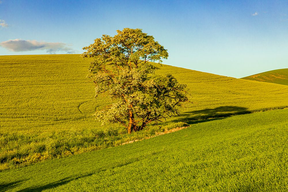 USA-Washington State-Palouse-Colfax Tree in green field with shadows art print by Emily M. Wilson for $57.95 CAD