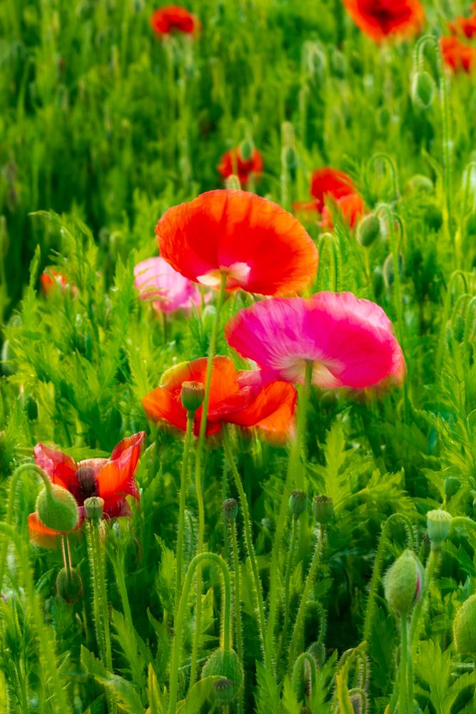 USA-Washington State-Palouse-Colfax Variety of colored poppy flowers growing in green wheat art print by Emily M. Wilson for $57.95 CAD