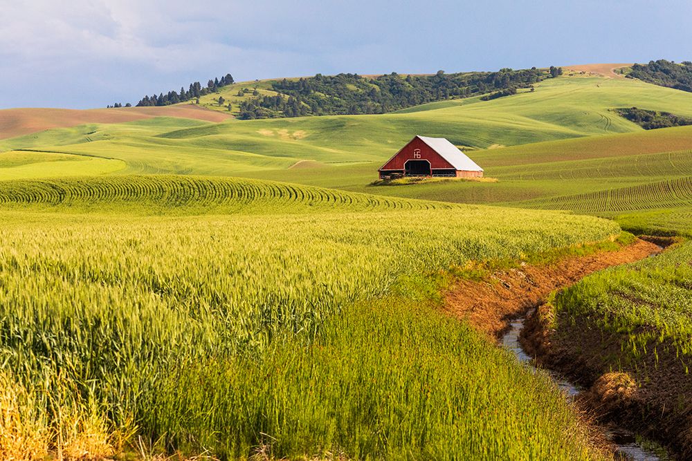 USA-Washington State-Colton-Palouse Red barn-green wheat fields Blue Sky art print by Emily M. Wilson for $57.95 CAD