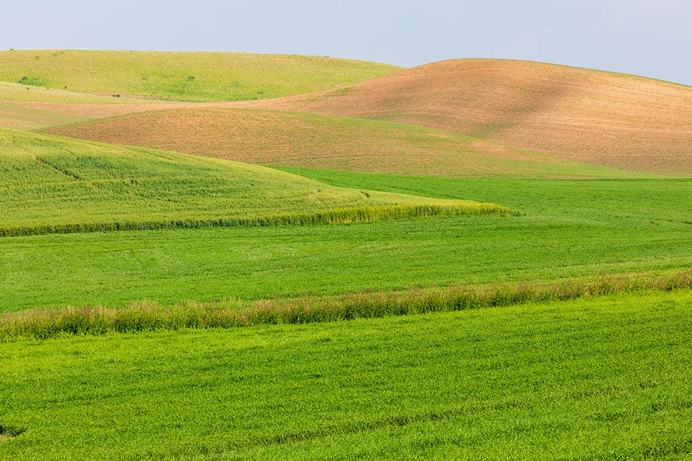 USA-Washington State-Palouse-Colfax Rolling green hills of wheat art print by Emily M. Wilson for $57.95 CAD