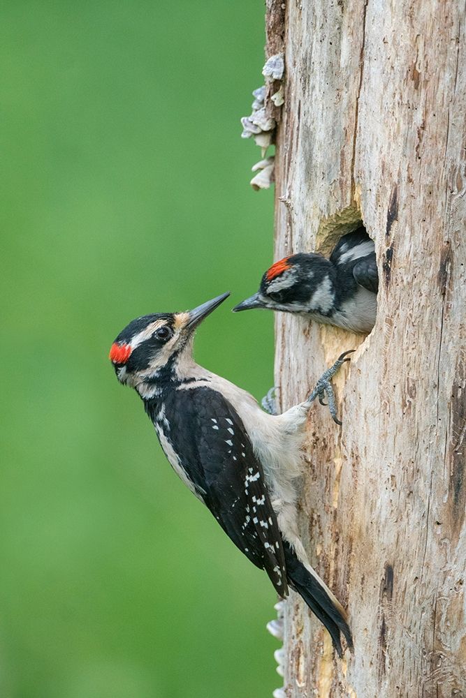 Washington State A male Hairy Woodpecker at nest hole while a chick begs for food art print by Gary Luhm for $57.95 CAD