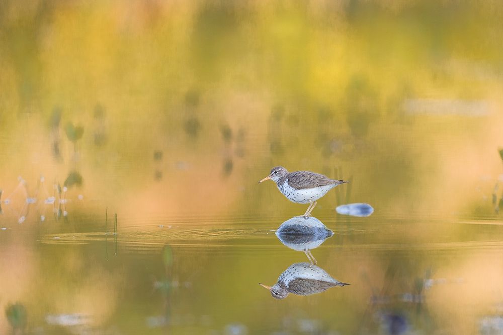 Washington State A Spotted Sandpiper (Actitis macularius) on a pond rock perch Redmond art print by Gary Luhm for $57.95 CAD