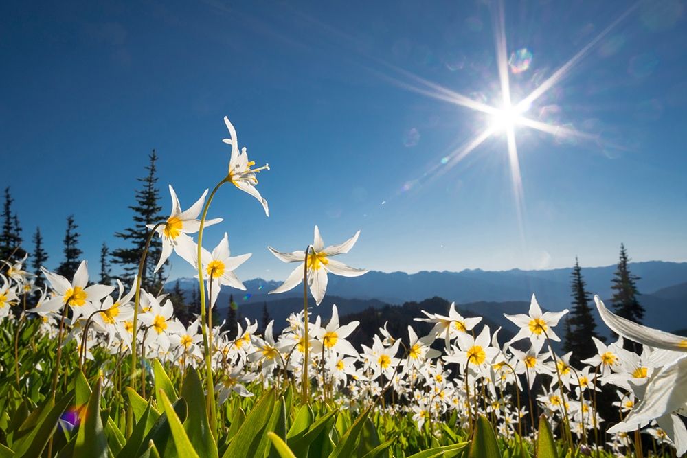 Washington State Avalanche Lilies backlit against a starburst sky at Olympic National Park art print by Gary Luhm for $57.95 CAD