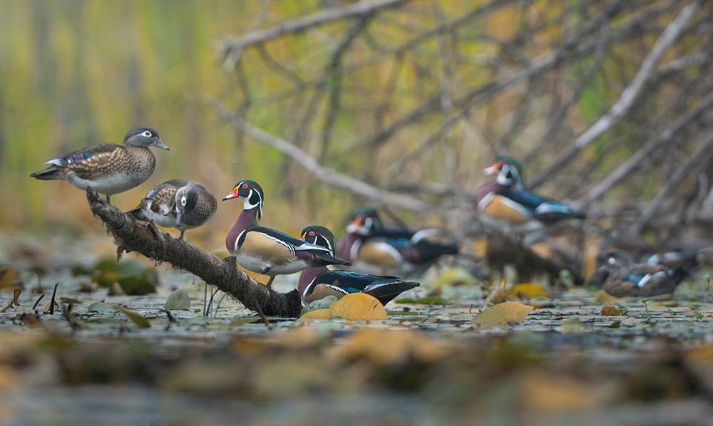 Washington State Wood Ducks (Aix sponsa) flock roosts on a quiet pond Seattle art print by Gary Luhm for $57.95 CAD
