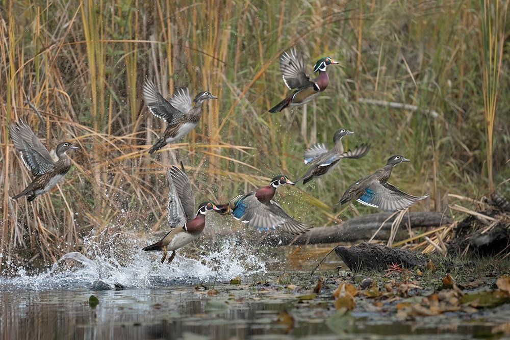 Washington State Wood Ducks (Aix sponsa) flock takes flight from a quiet pond Seattle art print by Gary Luhm for $57.95 CAD