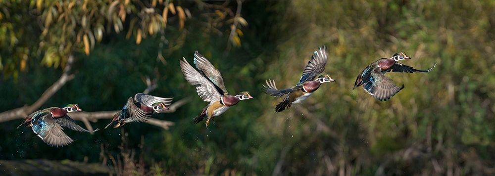 Washington State A male Wood Duck (Aix sponsa) flight sequence Seattle Digital composite art print by Gary Luhm for $57.95 CAD