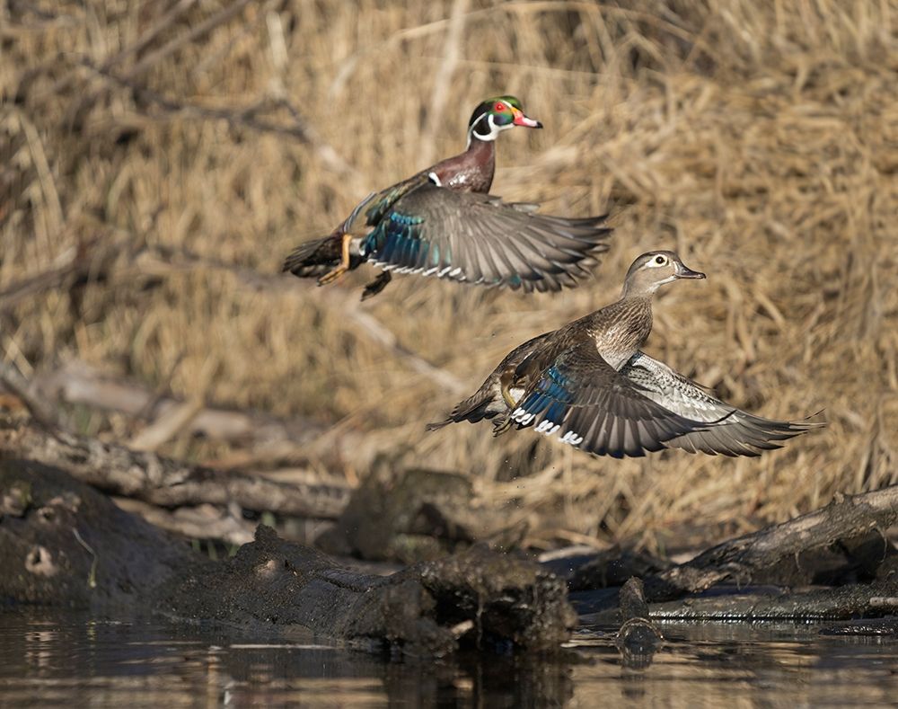 Washington State A male and female Wood Duck (Aix sponsa) take flight Seattle Digital composite art print by Gary Luhm for $57.95 CAD