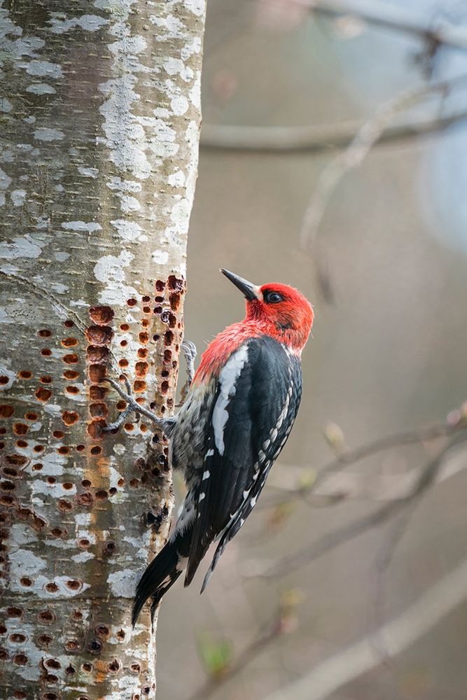 Washington State A Red-breasted Sapsucker visits one of its sap wells-in an alder tree art print by Gary Luhm for $57.95 CAD