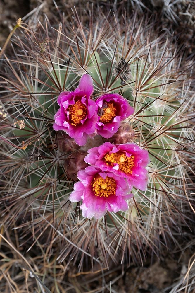 Washington State Simpsons Hedgehog Cactus flowering in May at Beezley Hills Preserve art print by Gary Luhm for $57.95 CAD
