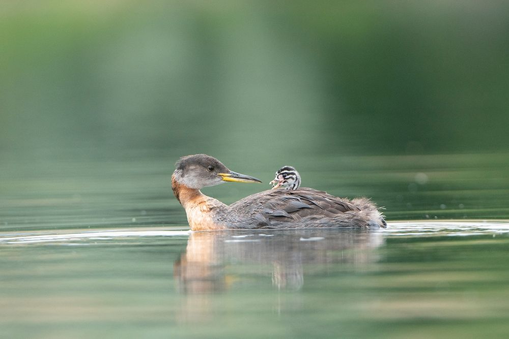 Washington State A Red-necked Grebe chick rides atop parent during feeding on lake art print by Gary Luhm for $57.95 CAD