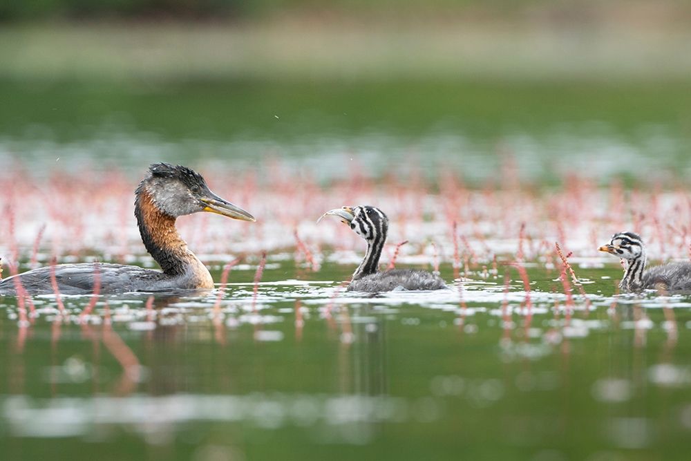Washington State A Red-necked Grebe parent feeds fish to a chick on a lake in Okanogan County art print by Gary Luhm for $57.95 CAD