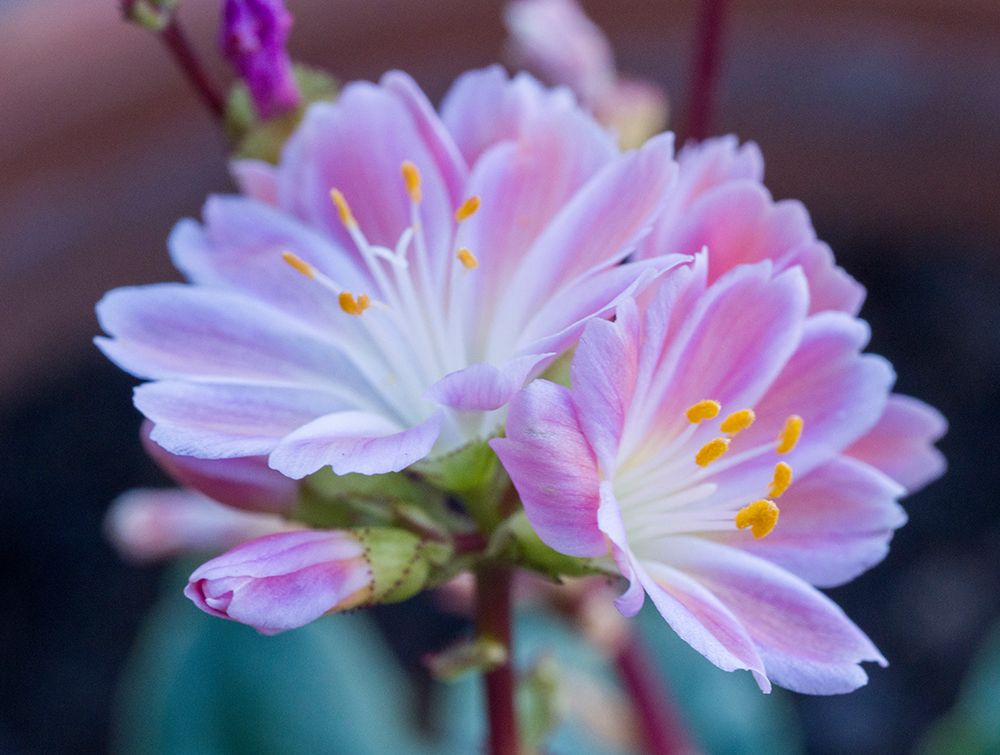 USA-Washington State-Cle Elum. Close-up of a lewisia cotyledon flower. art print by Julie Eggers for $57.95 CAD