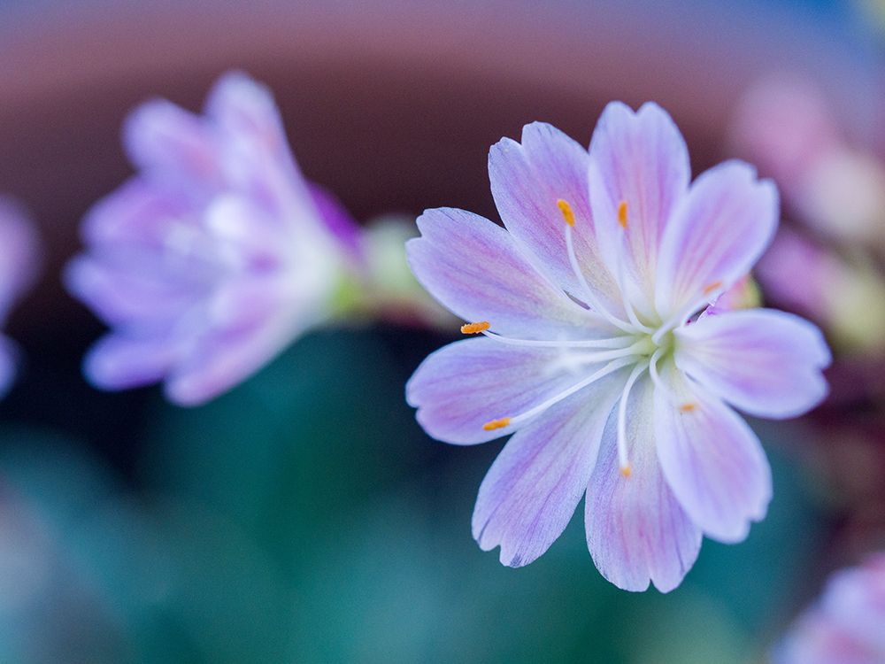 USA-Washington State-Cle Elum. Close-up of a lewisia cotyledon flower. art print by Julie Eggers for $57.95 CAD