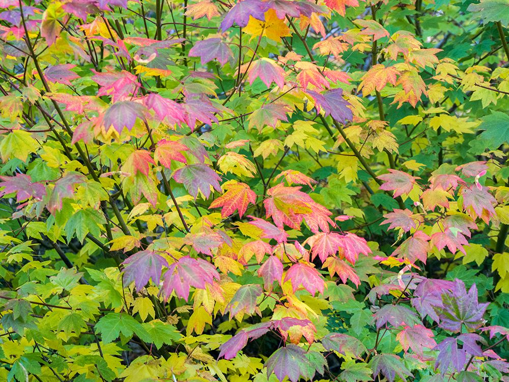 USA-Washington State-Kittitas County. Vine maple with fall colors. art print by Julie Eggers for $57.95 CAD