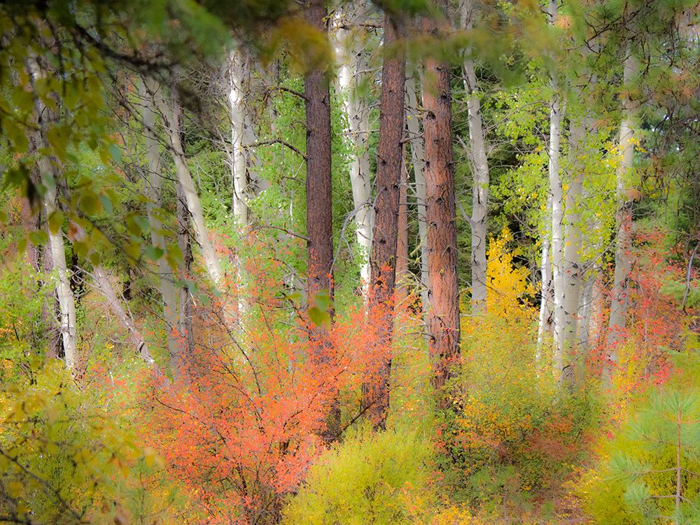 USA-Washington State-Kittitas County. Vine maple trees mixed in with some aspen trunks. art print by Julie Eggers for $57.95 CAD