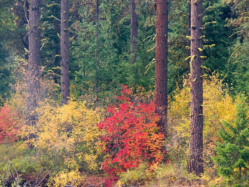 USA-Washington State-Kittitas County. Vine maple with fall colors. art print by Julie Eggers for $57.95 CAD
