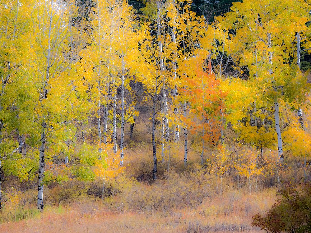 USA-Washington State-Okanogan County. Aspen trees in the fall. art print by Julie Eggers for $57.95 CAD