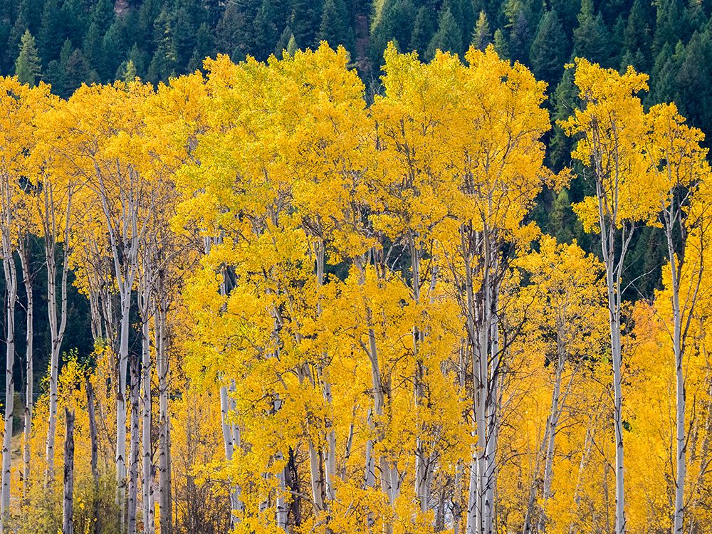 USA-Washington State-Okanogan County. Aspen trees in the fall. art print by Julie Eggers for $57.95 CAD