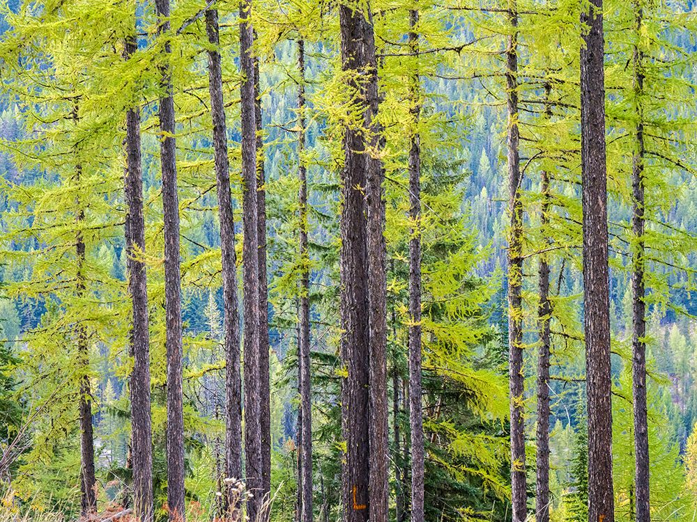 USA-Washington State-Colville County. Forest along highway 20 in Sherman Pass. art print by Julie Eggers for $57.95 CAD