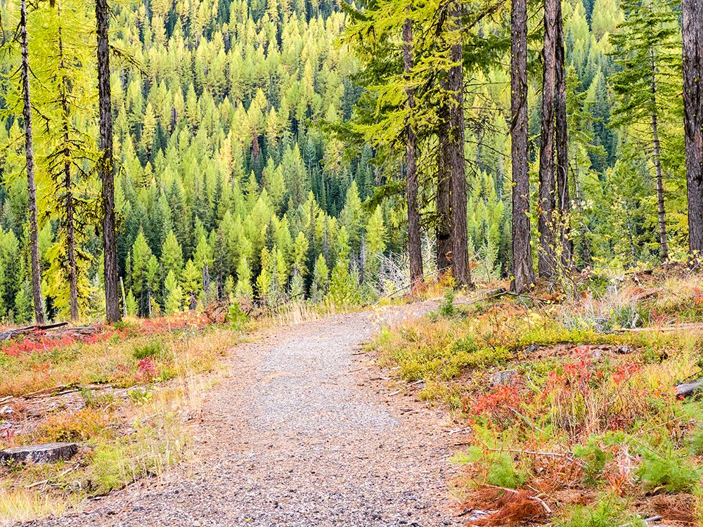 Washington State-Colville County. Trail in the Tamarack forest along highway 20 in Sherman Pass. art print by Julie Eggers for $57.95 CAD