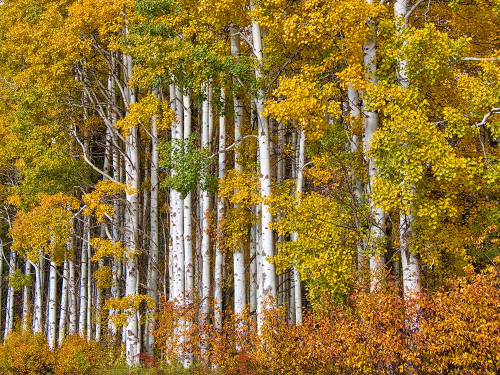 USA-Washington State-Eastern Washington-Cle Elum-Kittitas County. Aspen trees in the fall. art print by Julie Eggers for $57.95 CAD