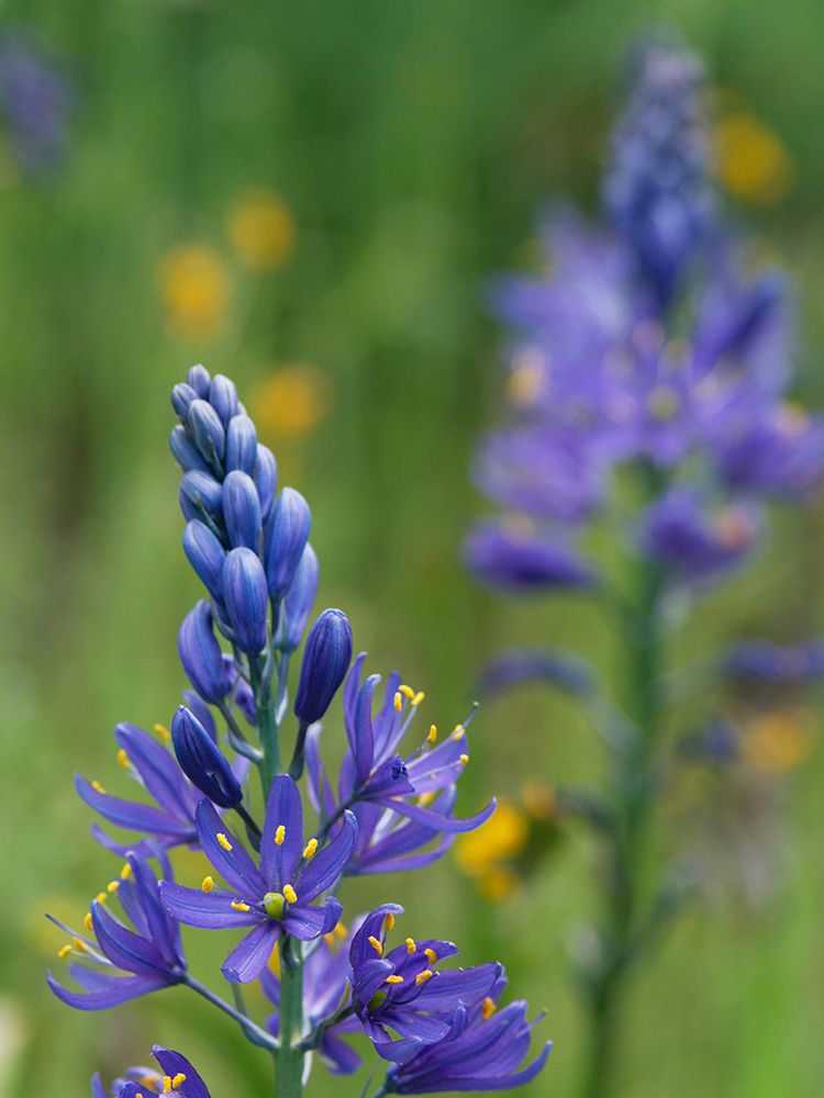 Closeup of lupine wildflower art print by Julie Eggers for $57.95 CAD