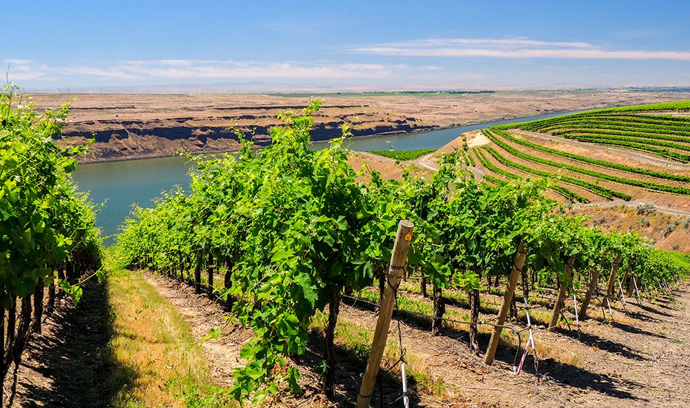 A vineyard carved out of a steep-south-facing slope by the Columbia River-Horse Heaven Hills-WA art print by Julie Eggers for $57.95 CAD