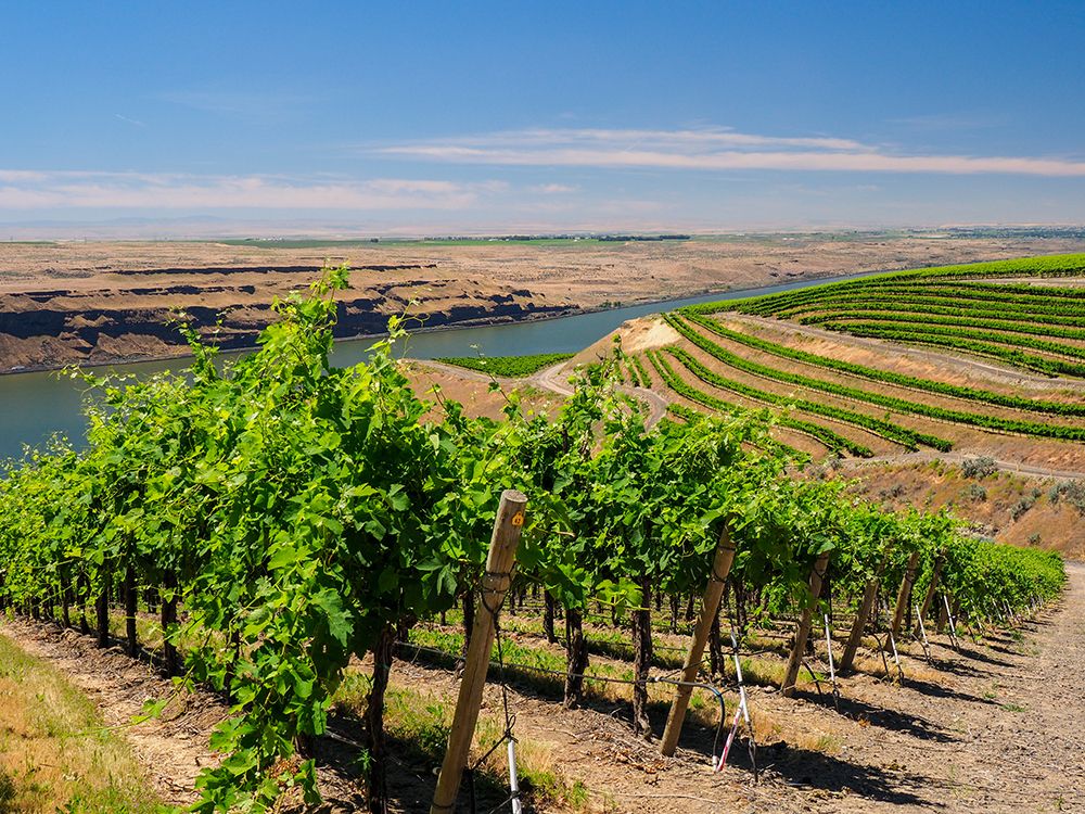 A vineyard carved out of a steep-south-facing slope by the Columbia River-Horse Heaven Hills-WA art print by Julie Eggers for $57.95 CAD