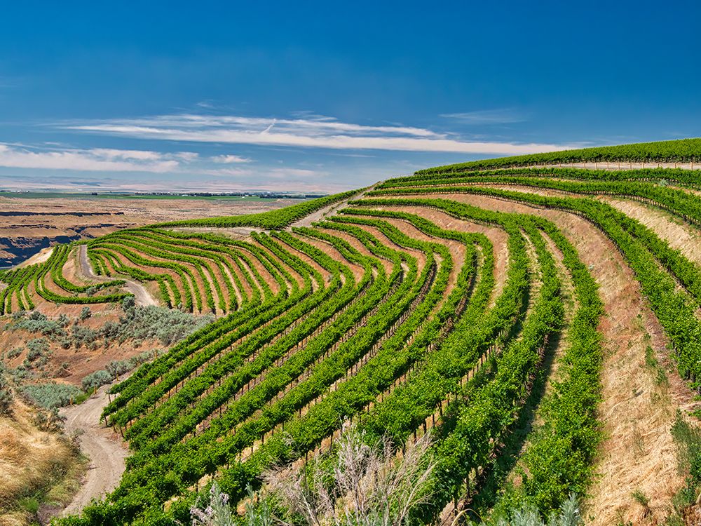 A vineyard carved out of a steep-south-facing slope by the Columbia River-Horse Heaven Hills-WA art print by Julie Eggers for $57.95 CAD