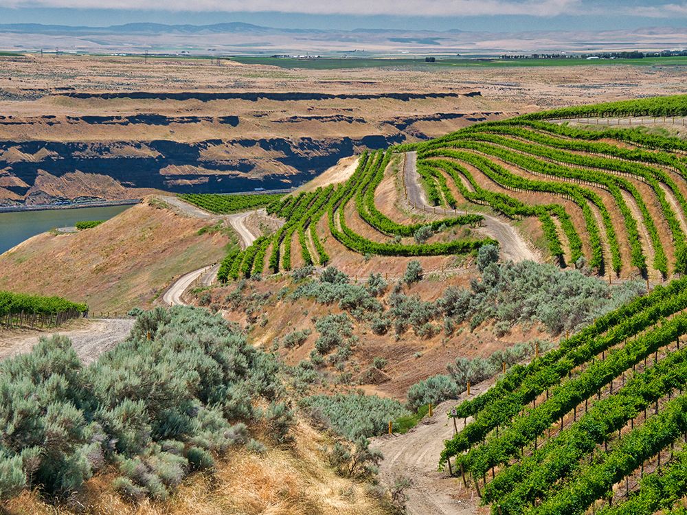 A vineyard carved out of a steep-south-facing slope by the Columbia River-Horse Heaven Hills-WA art print by Julie Eggers for $57.95 CAD