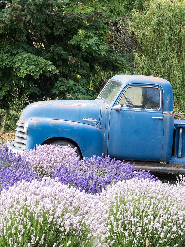 An old blue farm truck behind purple and white lavender art print by Julie Eggers for $57.95 CAD