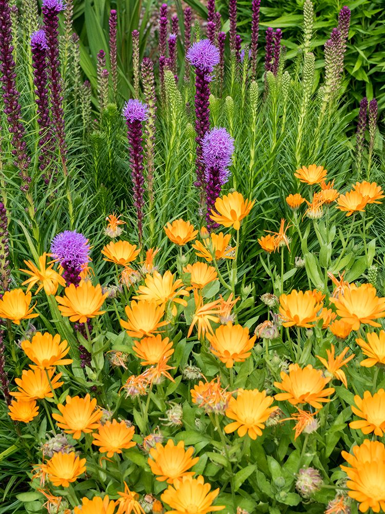Bright orange calendula flowers and purple Liatris spicata blooming in a garden art print by Julie Eggers for $57.95 CAD
