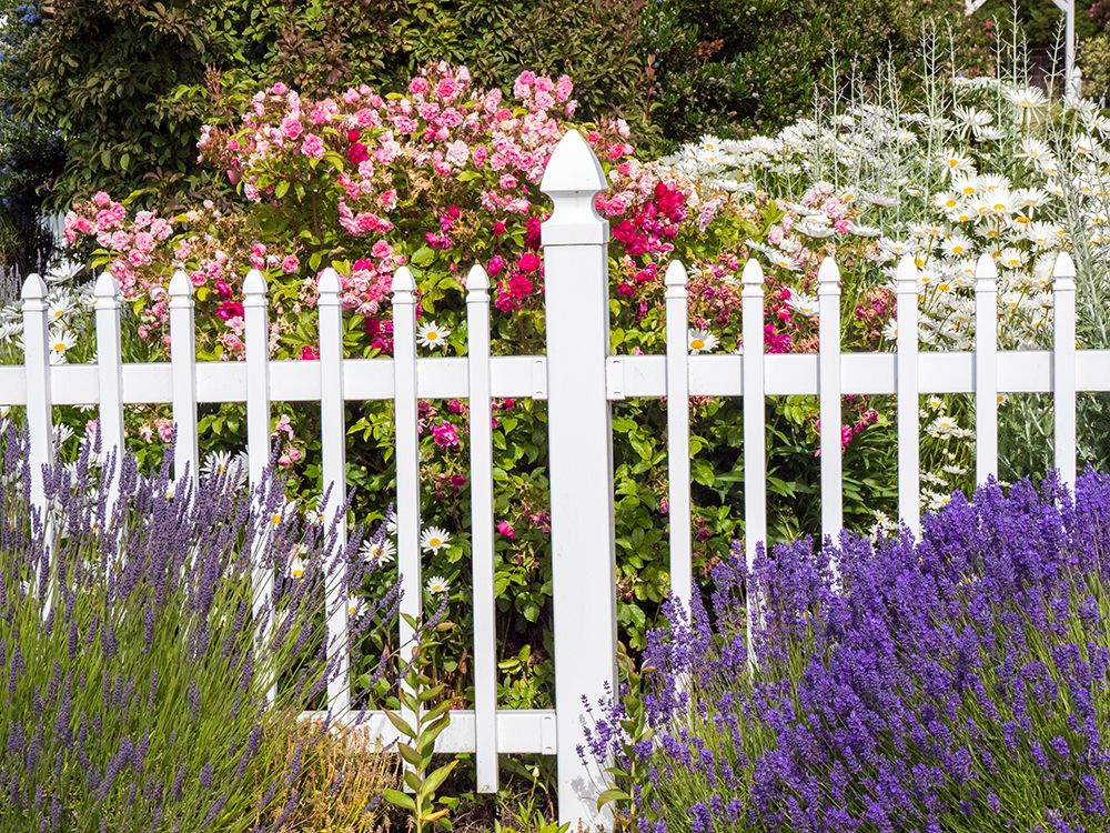 White picket fence with lavender and flowers at a farm near Sequim-Washington State art print by Julie Eggers for $57.95 CAD